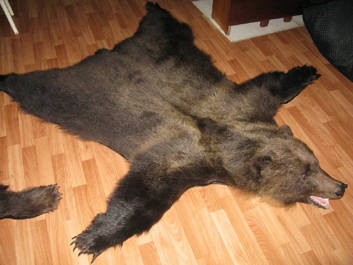 Сибирский-медведь-Описание-и-образ-жизни-сибирского-медведя-16